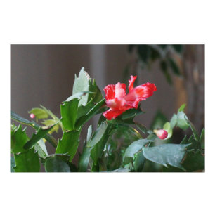 Impression Photo Magnifique fleur de cactus de Noël