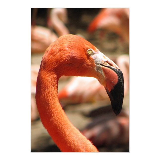 Impression Photo Magnifique Impression/Poster Flamant rose ! (Devant)