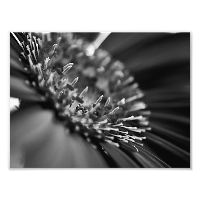 Impression Photo Magnifique Macro florale noire et blanche (Devant)
