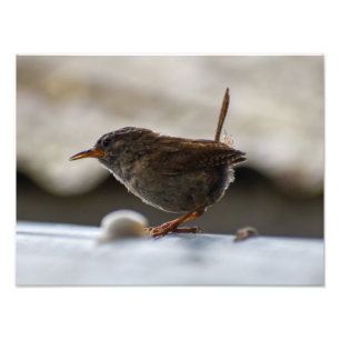 Impression Photo Magnifique Wren