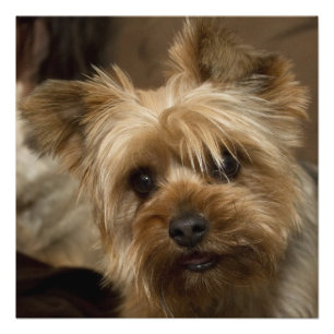 Impression Photo Magnifique Yorkshire Terrier