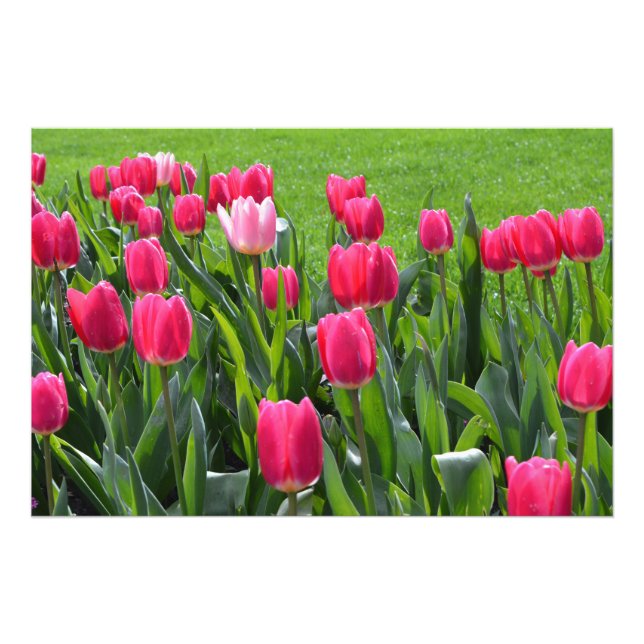 Impression Photo magnifiques fleurs de tulipe rose printanière (Devant)
