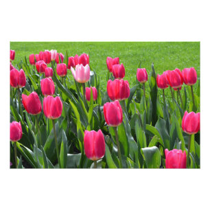 Impression Photo magnifiques fleurs de tulipes roses de printemps