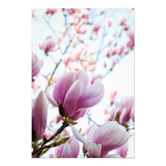 Impression Photo Magnolia (Devant)