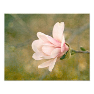 Impression Photo Magnolia Queen