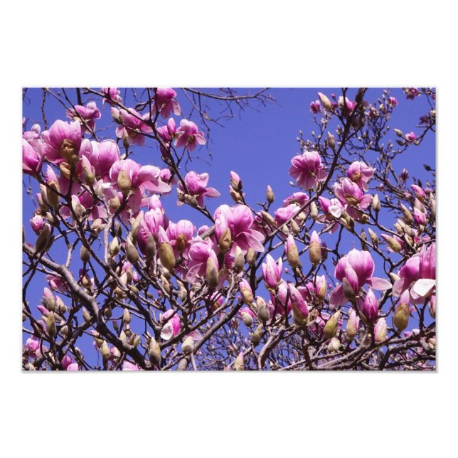 Impression Photo Magnolia rose 19 x 13 pouces (Devant)
