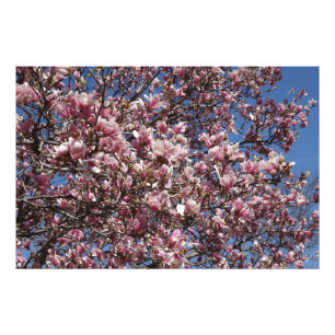 Impression Photo Magnolia rose 36"x24"