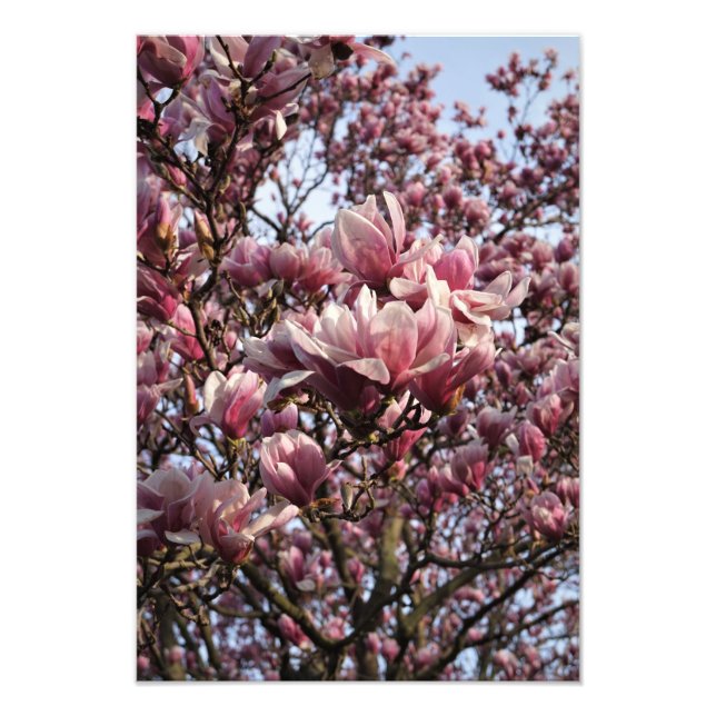 Impression Photo Magnolia rose de 13 x 19 po (Devant)