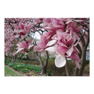 Impression Photo Magnolia rose de 19 x 13 po