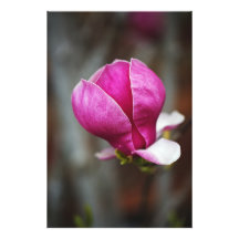 Magnolia rose en pleine floraison