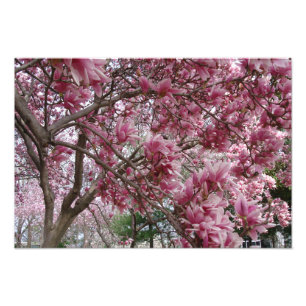 Impression Photo Magnolia rose large de 19 po x 13 po
