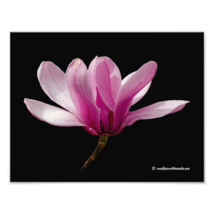 Impression Photo Magnolia rose sur noir
