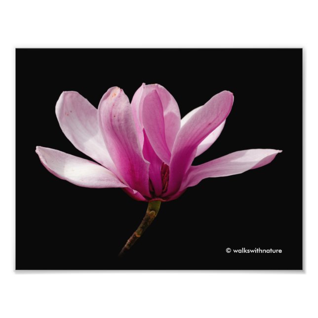 Impression Photo Magnolia rose sur noir (Devant)