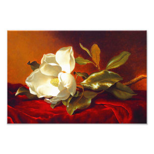 Impression Photo Magnolia sur Red Velvet Martin Johnson Heade