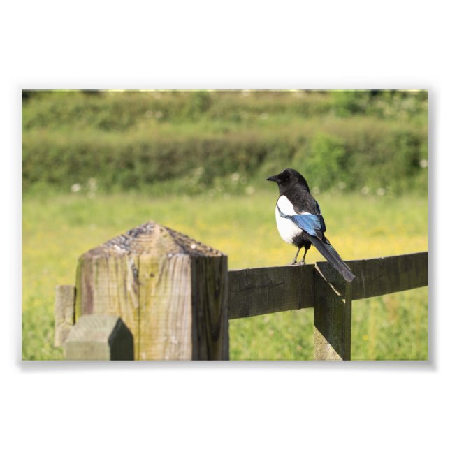 Impression Photo Magpie (Devant)