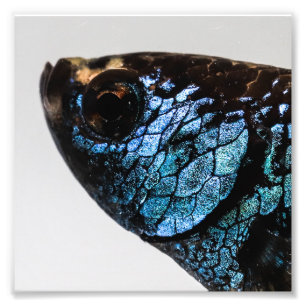 Impression Photo Mahachai Betta Fish