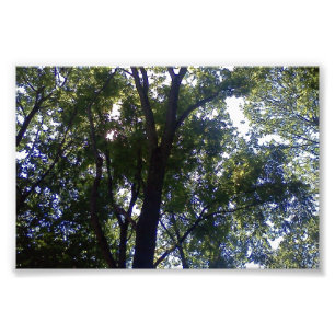 Impression Photo Maison des elfes