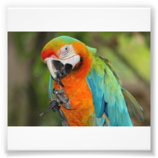 Impression Photo Majestic Macaw