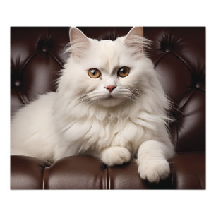 Impression Photo Majestic white cat