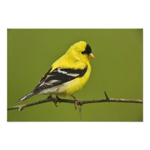 Impression Photo Male American Goldfinch en plumage reproducteur,
