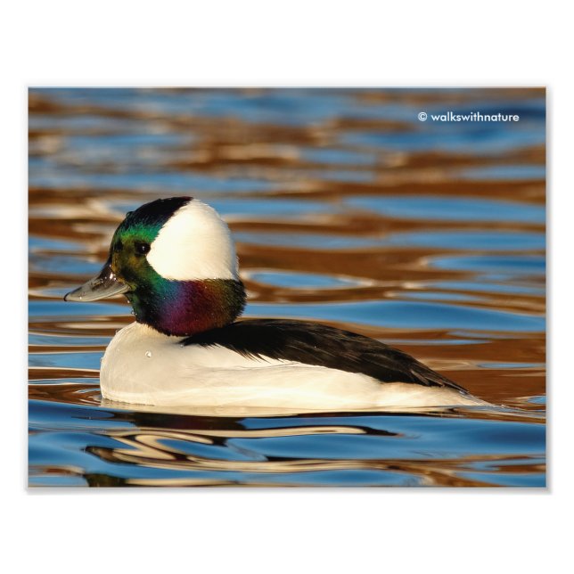 Impression Photo Male Bufflehead dans le soleil de l'après-midi (Devant)