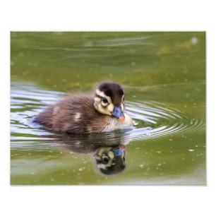 Impression Photo Mallard