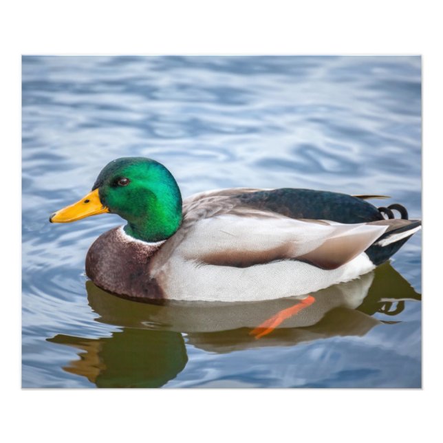 Impression Photo Mallard Duck (Devant)