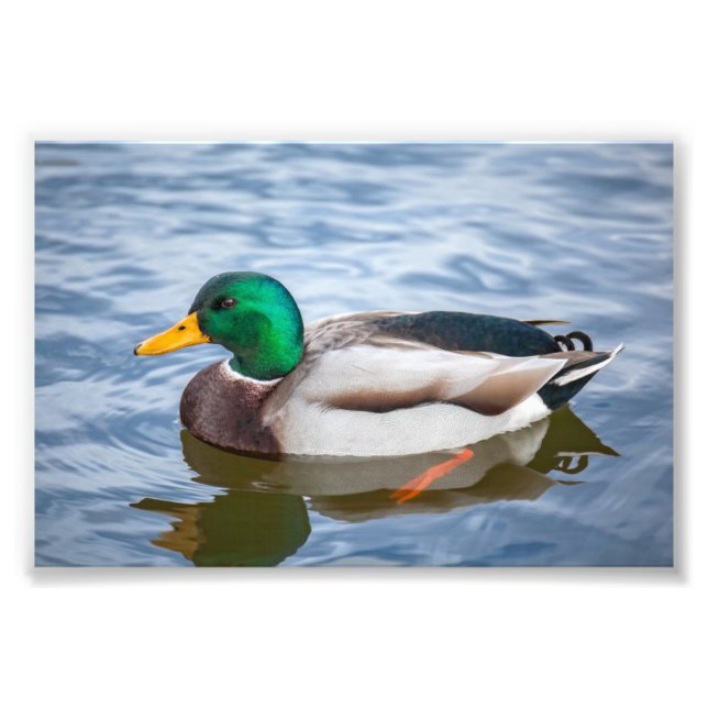 Impression Photo Mallard Duck (Devant)