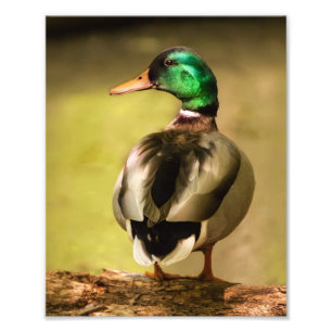 Impression Photo Mallard Duck