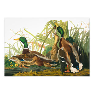 Impression Photo Mallard Duck par John James Audubon