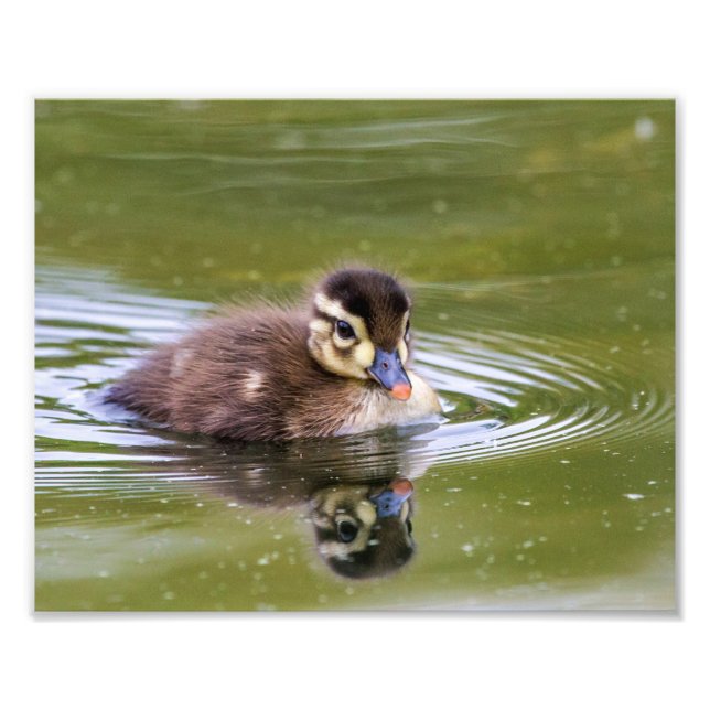 Impression Photo Mallard Duckling (Devant)
