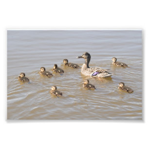 Impression Photo Mallard et colliers