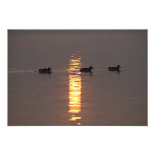 Impression Photo Mallards