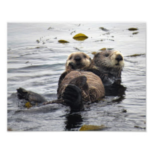 Impression Photo Maman et bébé loutre de mer