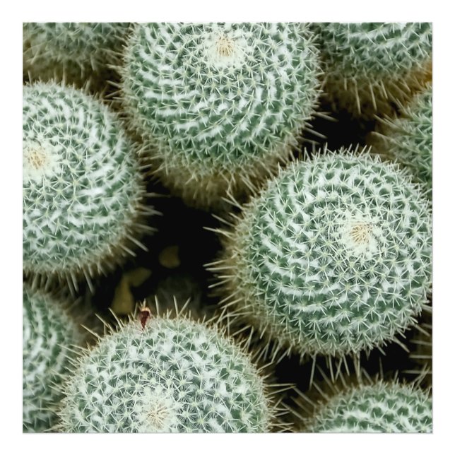 Impression Photo Mammillaria hahniana (Devant)