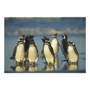 Impression Photo Manchots de Magellan, Spheniscus