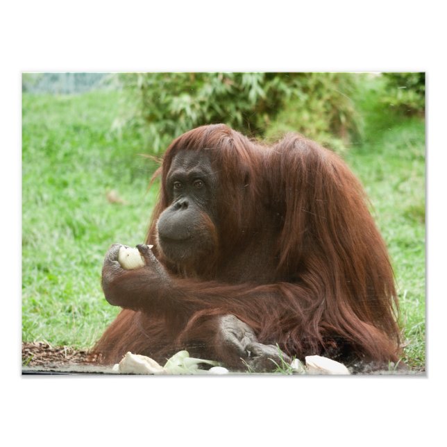 Impression Photo Manger Orang-outan (Devant)