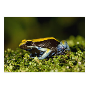 Impression Photo Mantella à oreilles noires, Mantella expectata,