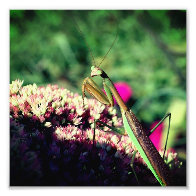 Impression Photo Mantis De Prière Sur Fleur Sedum Fermer 8x8 (Devant)