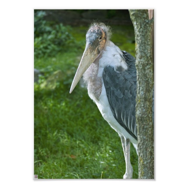 Impression Photo Marabout (Devant)
