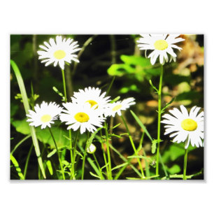 Impression Photo Marguerite