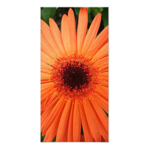 Impression Photo marguerite orange de gerbera (2 de 3)