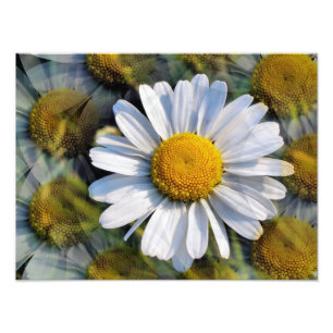 IMPRESSION PHOTO MARGUERITES