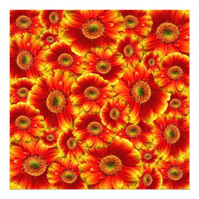 Impression Photo Marguerites de Gerbera jaune et orange (Devant)