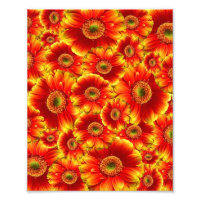 Marguerites de Gerbera jaune et orange