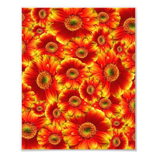 Impression Photo Marguerites de Gerbera jaune et orange (Devant)