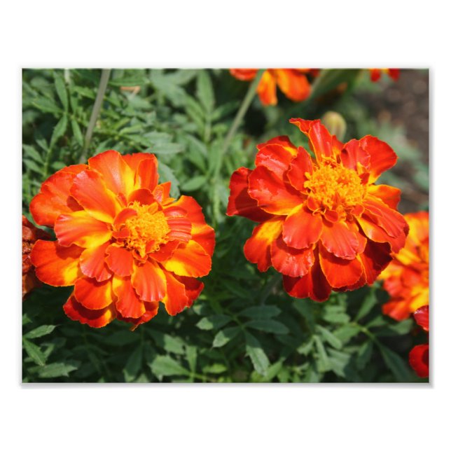 Impression Photo Marigold (Devant)