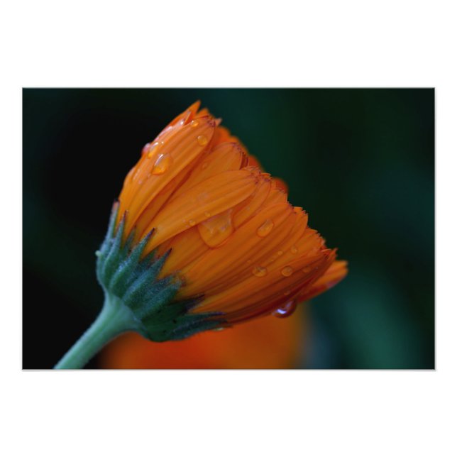 Impression Photo marigold orange (Devant)