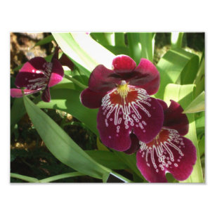 Impression Photo Maroon Orchids II