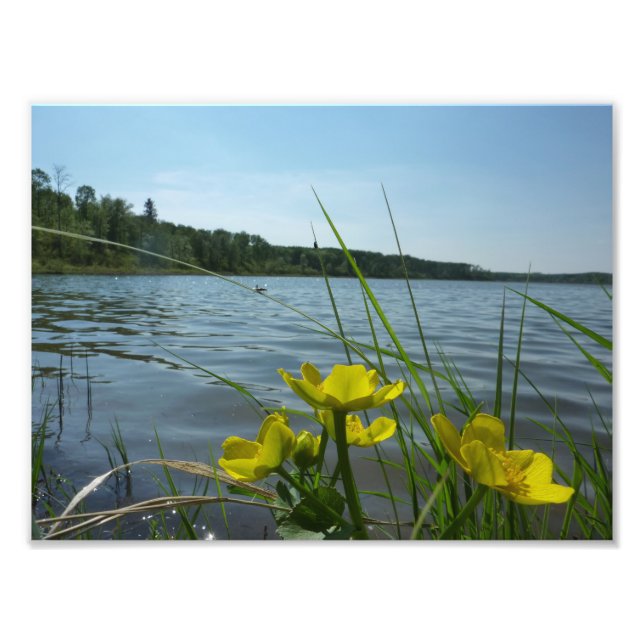 Impression Photo Marsh Marigold fleurs par Lakeside (Devant)